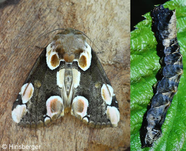 Thyatira batis (LINNAEUS, 1758)