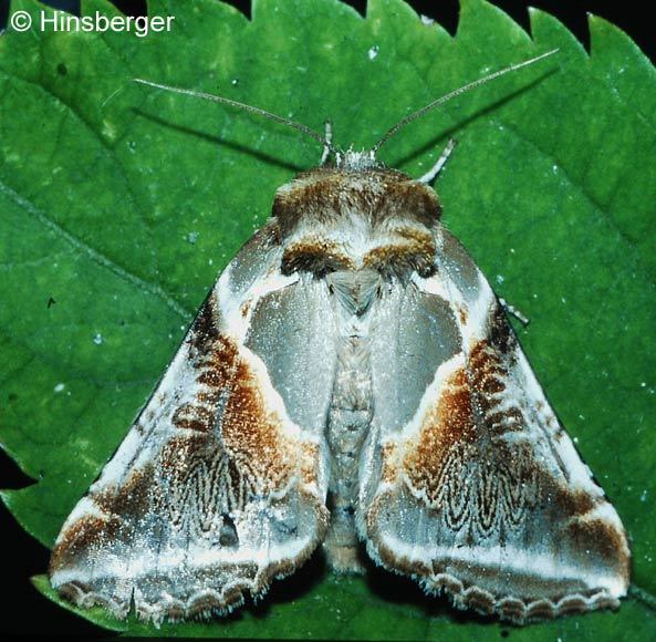 Habrosyne pyritoides (HUFNAGEL, 1766)