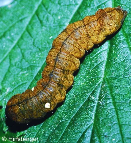 Habrosyne pyritoides (HUFNAGEL, 1766)