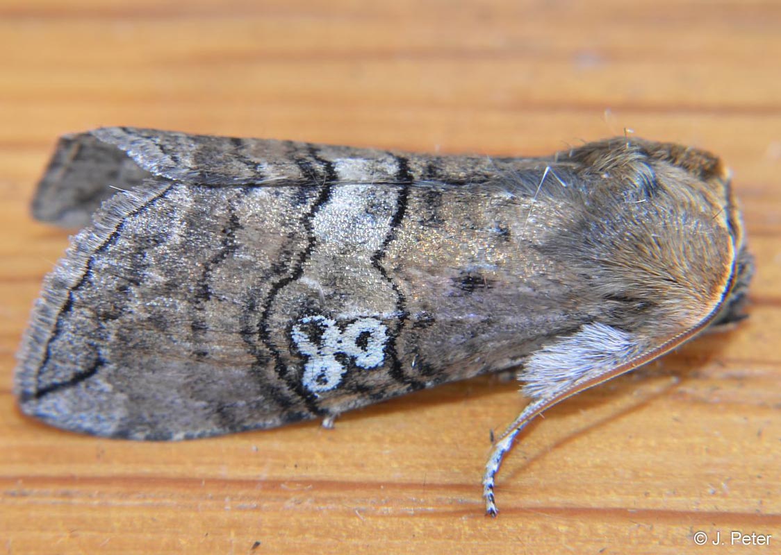 Tethea ocularis (LINNAEUS, 1767)