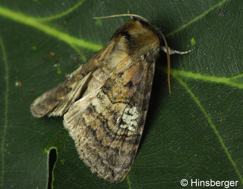 Tethea ocularis (LINNAEUS, 1767)