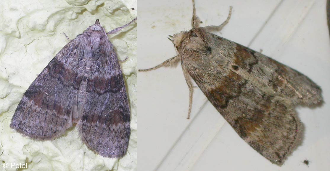 Cymatophorina diluta (DENIS & SCHIFFERMLLER, 1775)