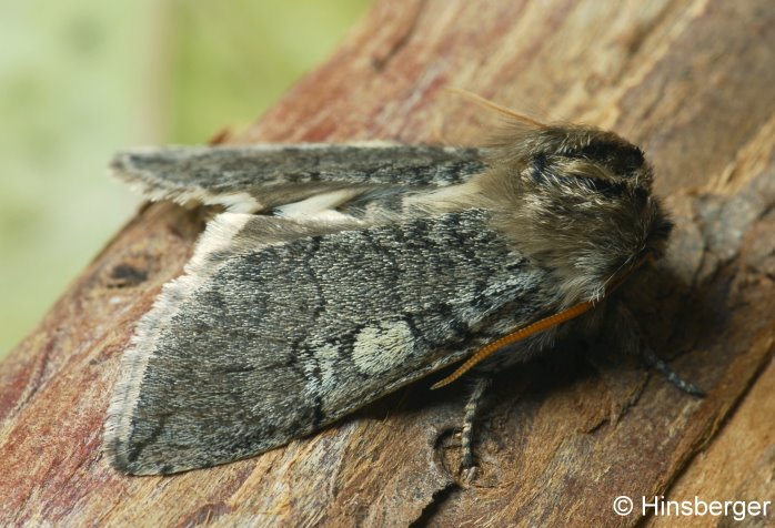Achyla flavicornis (LINNAEUS, 1758)