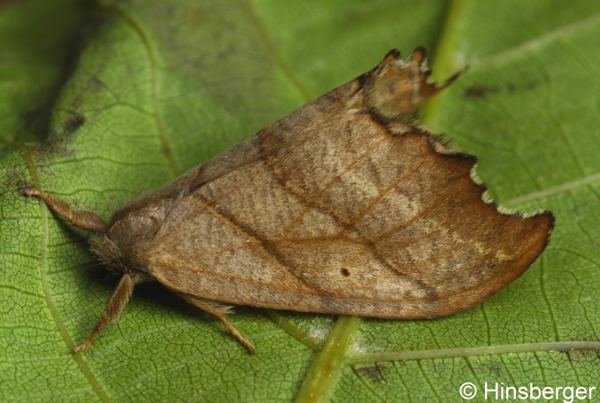 Falcaria lacertinaria (LINNAEUS, 1758)