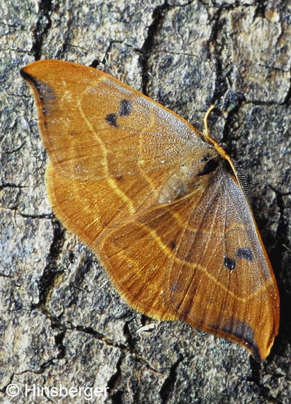 Watsonalla binaria (HUFNAGEL, 1767)