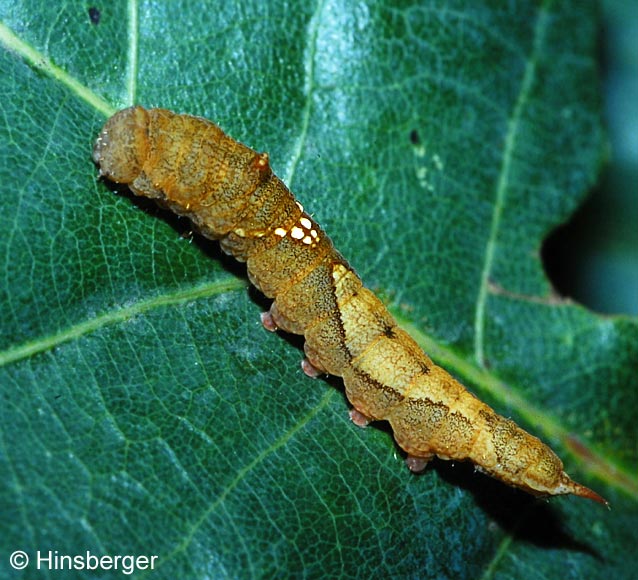 Watsonalla binaria (HUFNAGEL, 1767)