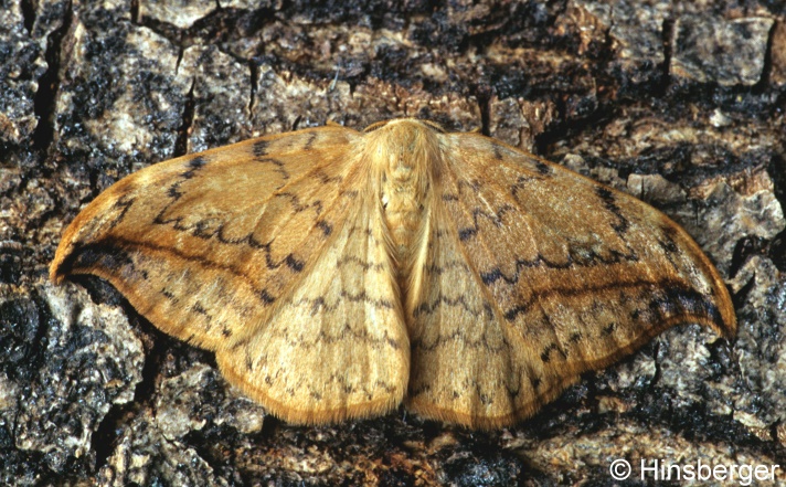 Drepana falcataria (LINNAEUS, 1758)