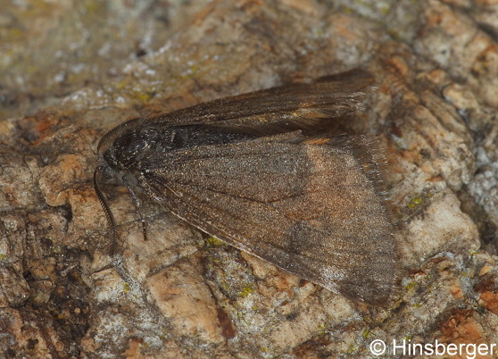 Archiearis notha (HBNER, 1803)