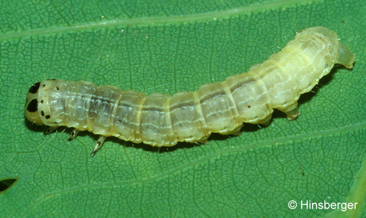 Archiearis notha (HBNER, 1803)