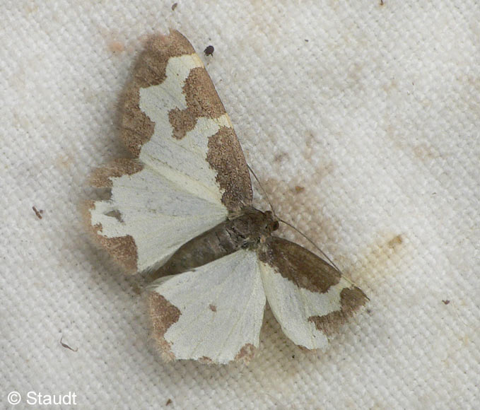 Lomaspilis marginata (LINNAEUS, 1758)