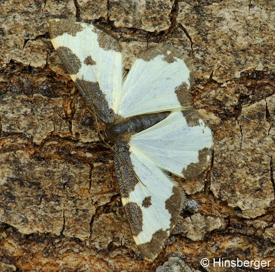 Lomaspilis marginata (LINNAEUS, 1758)