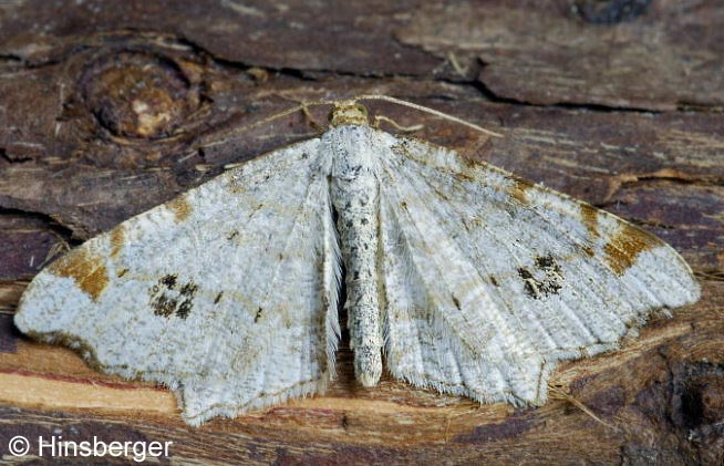 Macaria notata (LINNAEUS, 1758)