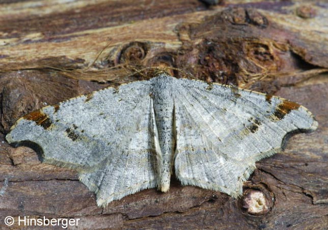 Macaria alternata (DENIS & SCHIFFERMLLER, 1775)