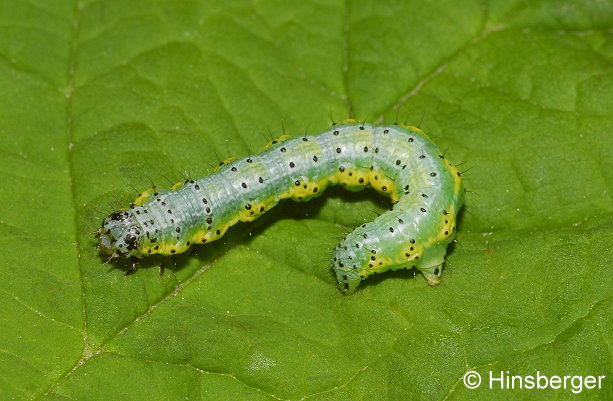 Macaria wauaria (LINNAEUS, 1758)