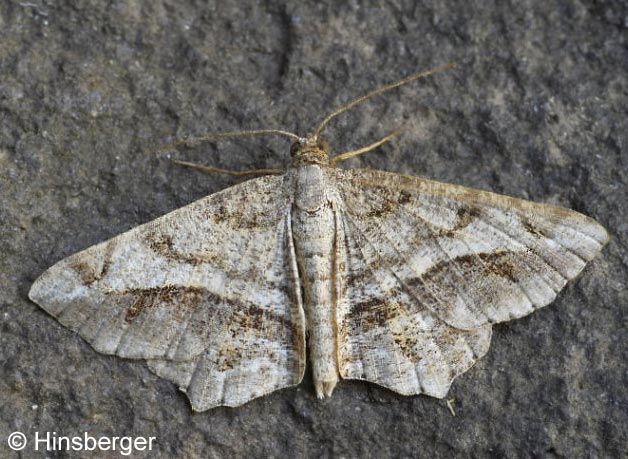 Godonella aestimaria (HBNER, 1809)