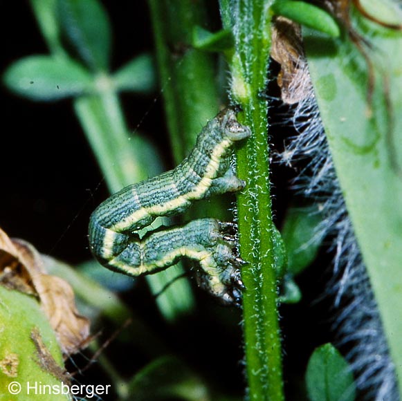 Isturgia limbaria (FABRICIUS, 1775)