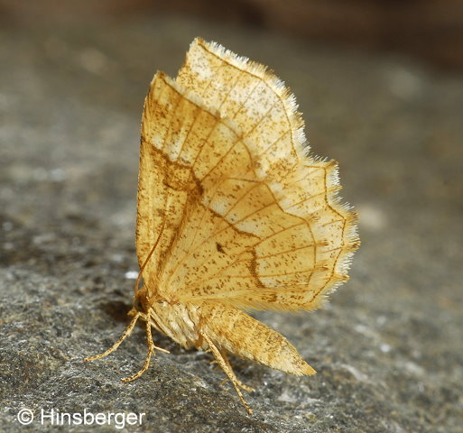 Cepphis advenaria (HBNER, 1790)