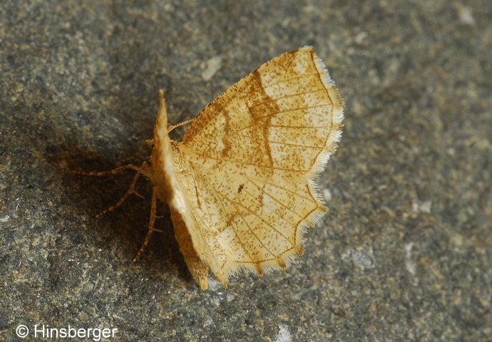 Cepphis advenaria (HBNER, 1790)