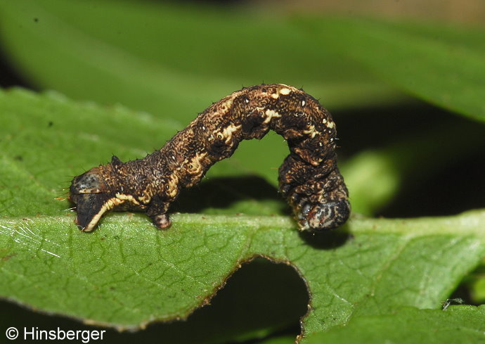 Cepphis advenaria (HBNER, 1790)