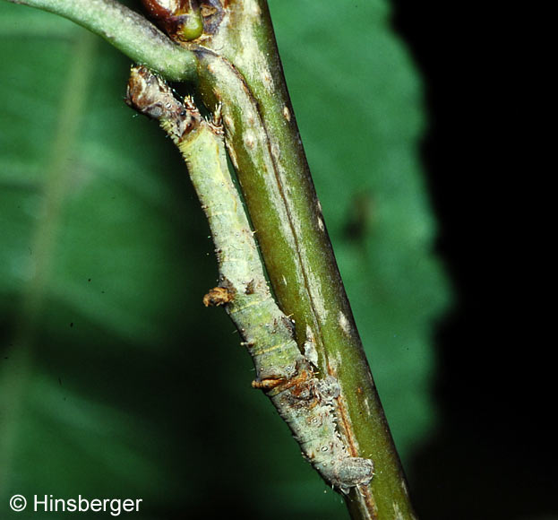 Opisthograptis luteolata (LINNAEUS, 1758)