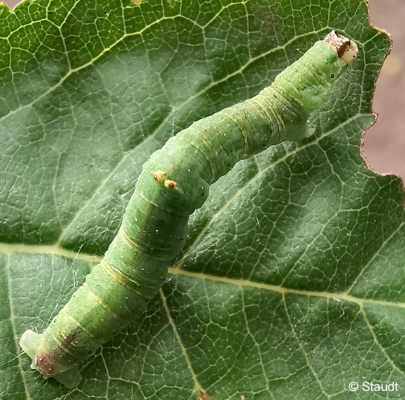 Opisthograptis luteolata (LINNAEUS, 1758)
