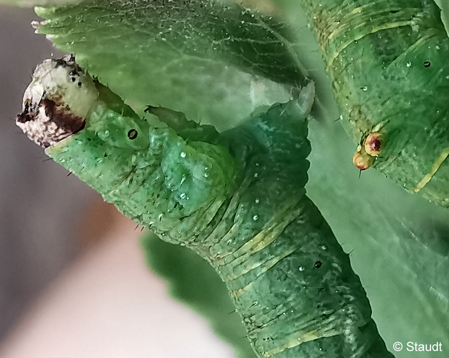 Opisthograptis luteolata (LINNAEUS, 1758)