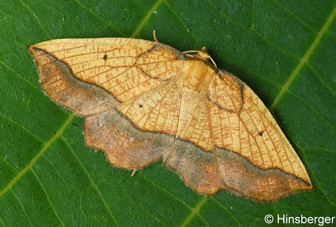 Epione repandaria (HUFNAGEL, 1767)