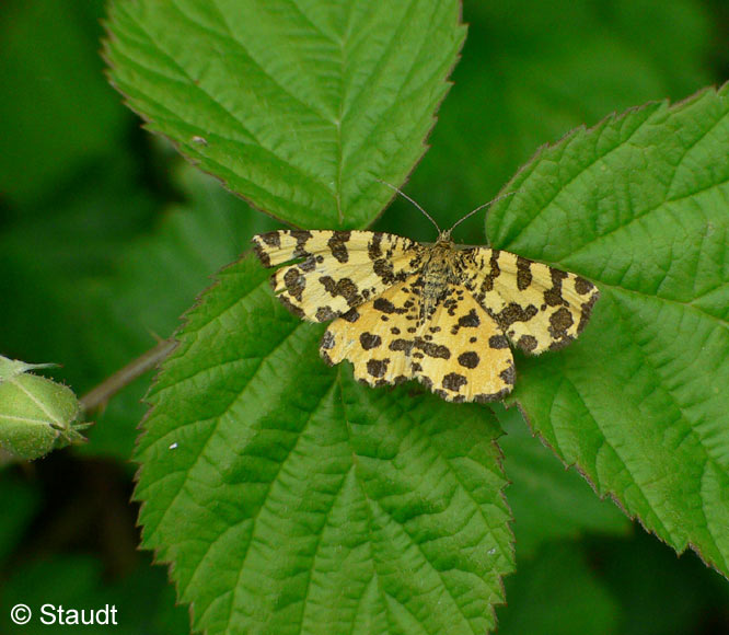 Pseudopanthera macularia (LINNAEUS, 1758)