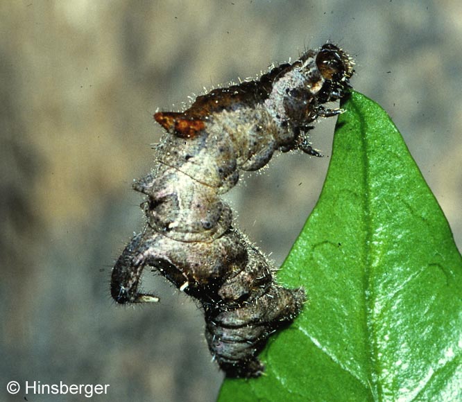 Apeira syringaria (LINNAEUS, 1758)