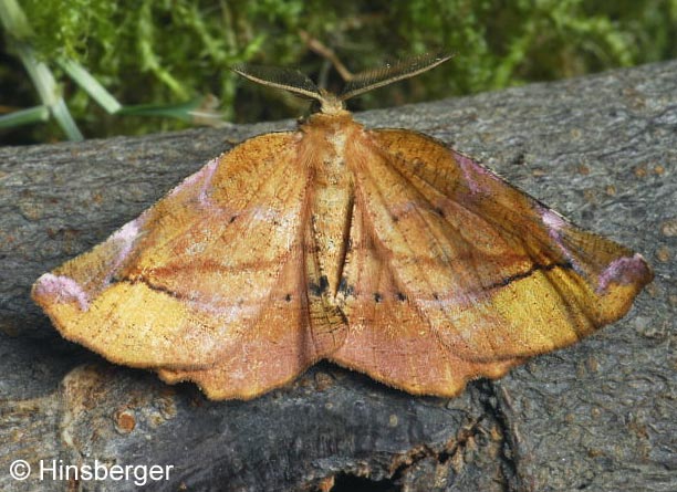 Apeira syringaria (LINNAEUS, 1758)