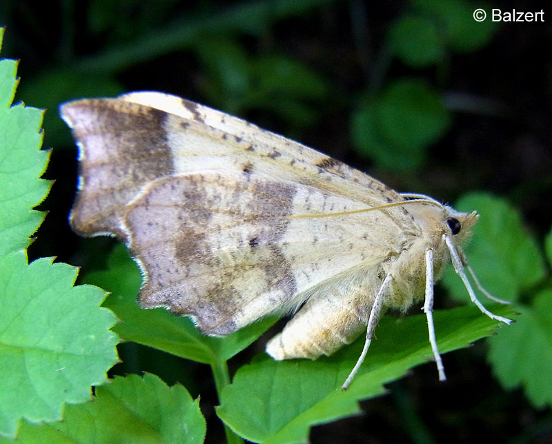 Ennomos quercinaria (HUFNAGEL, 1767)