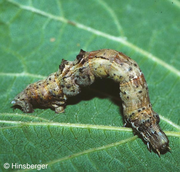 Selenia dentaria (FABRICIUS, 1775)