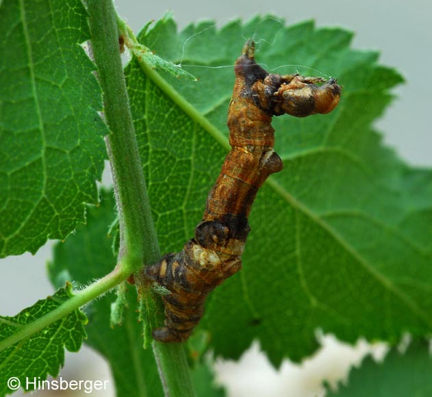 Selenia lunularia (HBNER, 1788)