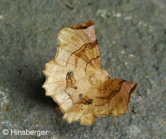 Selenia lunularia (HBNER, 1788)