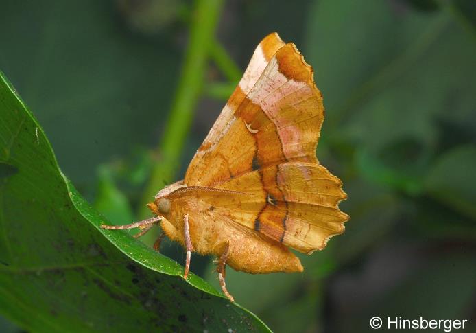 Selenia lunularia (HBNER, 1788)