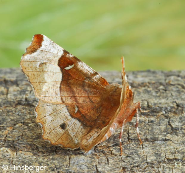 Selenia tetralunaria (HUFNAGEL, 1767)