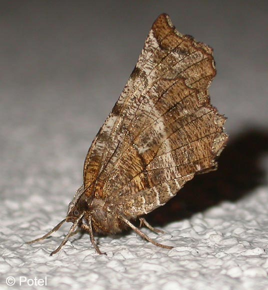 Selenia tetralunaria (HUFNAGEL, 1767)
