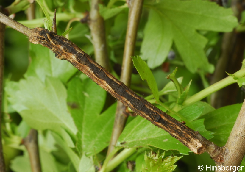 Crocallis tusciaria (BORKHAUSEN, 1793)