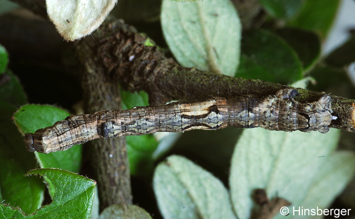 Crocallis elinguaria (LINNAEUS, 1758)