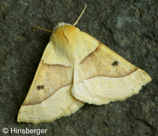 Crocallis elinguaria (LINNAEUS, 1758)