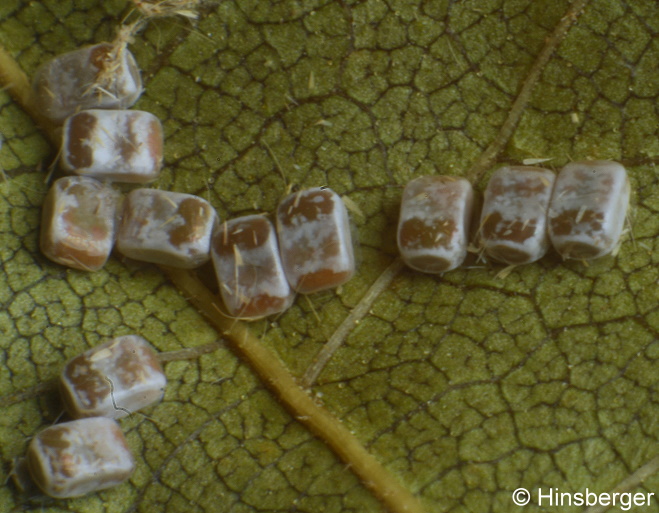 Crocallis elinguaria (LINNAEUS, 1758)