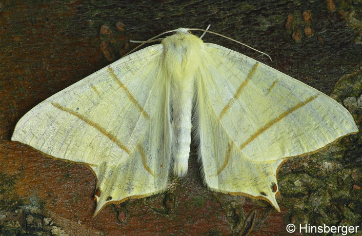 Ourapteryx sambucaria (LINNAEUS, 1758)