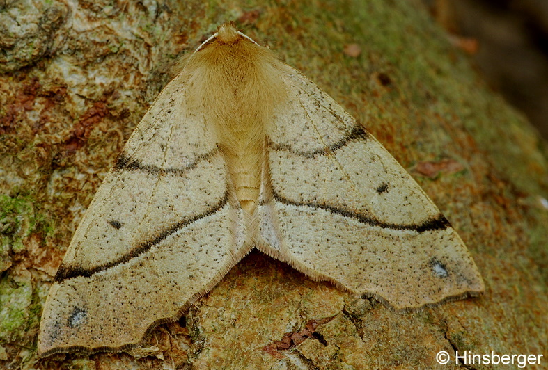 Colotois pennaria (LINNAEUS, 1761)