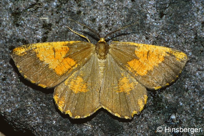 Angerona prunaria (LINNAEUS, 1758)