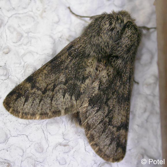 Apocheima hispidaria (DENIS & SCHIFFERMLLER, 1775)