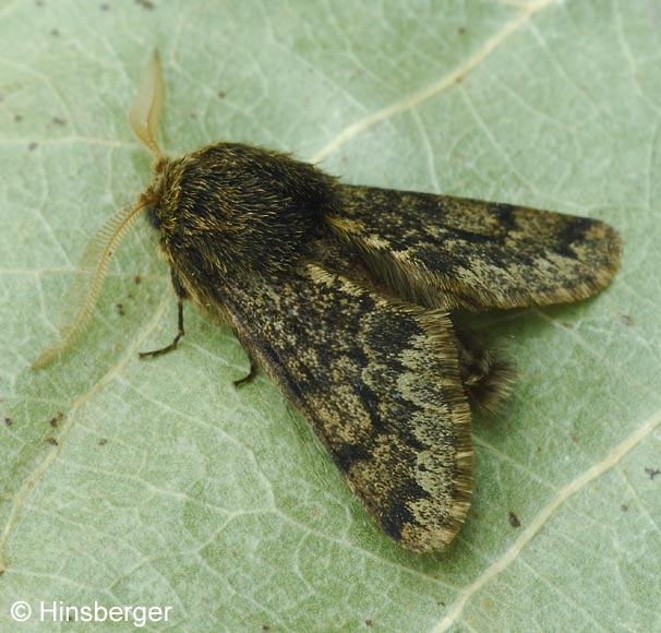 Apocheima hispidaria (DENIS & SCHIFFERMLLER, 1775)