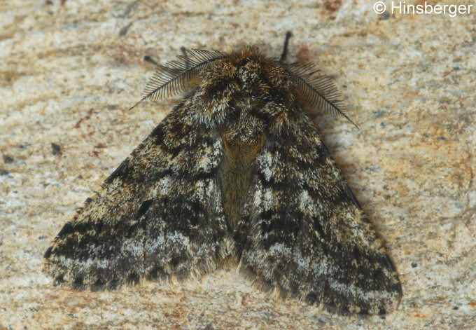 Lycia hirtaria (CLERCK, 1759)
