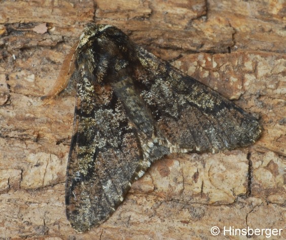 Biston strataria (HUFNAGEL, 1767)