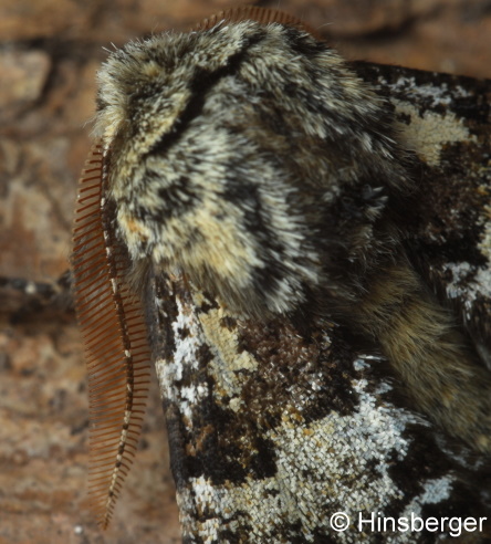 Biston strataria (HUFNAGEL, 1767)