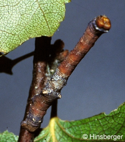 Biston strataria (HUFNAGEL, 1767)